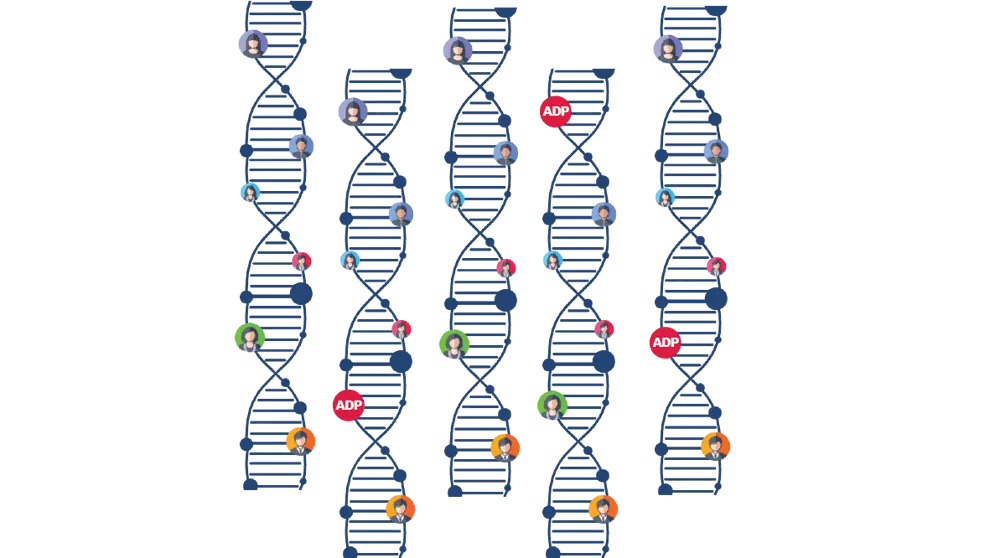 ADP is in our DNA